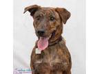 Adopt Magic a Brown/Chocolate Retriever (Unknown Type) / Mixed dog in Hamilton