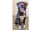 Adopt GROUCHO BARKS a Brown/Chocolate Labrador Retriever / Mixed dog in Slinger