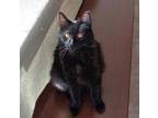 Adopt Binx a All Black Domestic Mediumhair / Domestic Shorthair / Mixed cat in