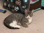 Adopt Tinker Bell a Gray or Blue Domestic Shorthair / Domestic Shorthair / Mixed