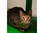 Adopt Victoria a Brown Tabby Domestic Shorthair (short coat) cat in St.