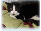 Anthony, Domestic Shorthair For Adoption In Simcoe, Ontario