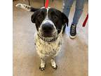 Ralphie, Retriever (unknown Type) For Adoption In Fort Collins, Colorado