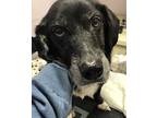 Moxie- Nice Dog, Labrador Retriever For Adoption In Oak Ridge, New Jersey