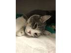 Gizmo, Domestic Shorthair For Adoption In Waupaca, Wisconsin