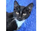 Melody, Domestic Shorthair For Adoption In Cuba, New York