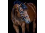 Stand out in the ring with this beautiful mare