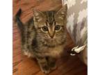 Adopt Red Rover a Domestic Short Hair
