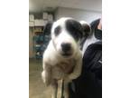 Adopt K102 Willow a Border Collie