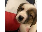 Adopt (Found) Manny a Bernese Mountain Dog