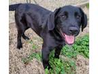 Adopt Libby #28 a Black Labrador Retriever