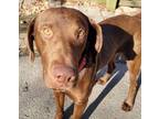 Adopt Yogi #8 a Chocolate Labrador Retriever