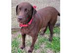 Adopt Addison #5 a Chocolate Labrador Retriever