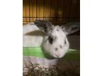 Adopt Pussy Willow a Bunny Rabbit