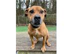 Adopt NED a Boxer, Mixed Breed