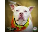Adopt 22-01-0196 Alfredo a Pit Bull Terrier