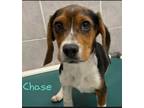 Adopt Chase a Beagle, Mixed Breed