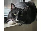 Adopt Janis (in foster) a Domestic Short Hair