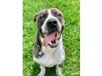 Adopt Karus a Pit Bull Terrier