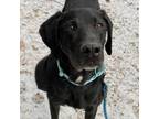 Adopt Sidney a Great Dane, Black Labrador Retriever