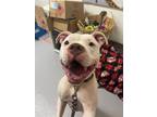 Adopt HANK a Pit Bull Terrier, Mixed Breed