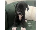 Adopt Miss Piggy a Beagle, Mixed Breed