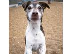 Adopt Joey a Jack Russell Terrier