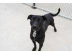 Adopt Drew-P4P a Labrador Retriever, Hound