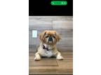 Adopt Nugget HAS BEEN ADOPTED a Pekingese
