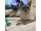 Adopt Draco and Nube a Siamese