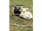 Adopt Lambs A Sheep