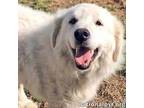 Adopt Beau in TN - Loves Everyone He Meets! a Great Pyrenees