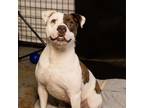 Adopt Claire a Pit Bull Terrier