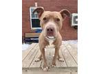 Adopt CHESTER a Pit Bull Terrier