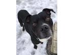 Adopt DAVY a Pit Bull Terrier, Mixed Breed