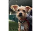 Adopt LIttle Bit 45975253 a Terrier