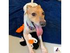 Adopt Odie a Jack Russell Terrier, Mixed Breed