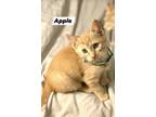 Adopt The Thanksgiving Group a American Shorthair