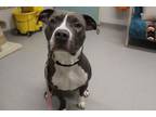 Adopt LOBO a Staffordshire Bull Terrier, Mixed Breed