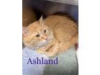 Adopt Ashland a Domestic Medium Hair