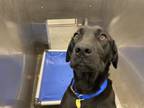 Adopt 1138809 a Labrador Retriever
