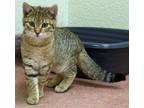 Adopt DR DYLAN a Domestic Short Hair