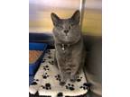 Adopt PENNY a Russian Blue