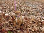 Adopt Sasha a Beagle, Weimaraner