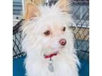 Adopt Winky a Terrier