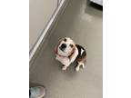 Adopt Boomer a Beagle