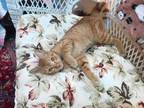 Adopt RIXLEY - Gorgeous, Playful, Cuddly, Loving, 18-Month-Old, Bengal Mix Girl!
