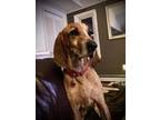 Adopt Cooper a Redbone Coonhound