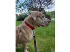 Adopt Debo a American Staffordshire Terrier, Pit Bull Terrier