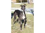 Adopt Rhea a Greyhound